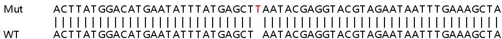 Sanger Sequencing - Human MOK knockout HeLa cell line (AB264704)