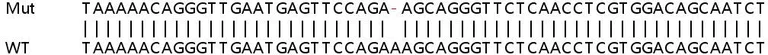 Sanger Sequencing - Human MORF4L2 (MRGX) knockout HCT116 cell line (AB266861)