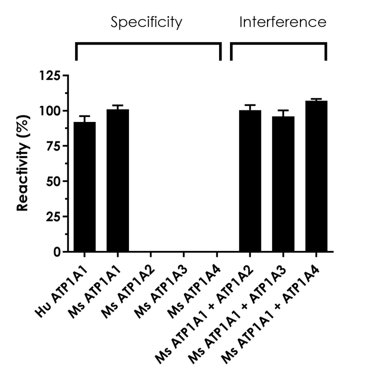 Sandwich ELISA - Human/Mouse alpha 1 Sodium Potassium ATPase (ATP1A1) ELISA Kit - Extracellular (AB324503)