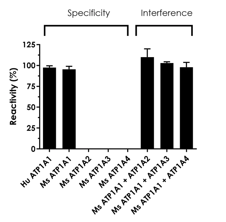 Sandwich ELISA - Human/Mouse alpha 1 Sodium Potassium ATPase (ATP1A1) ELISA Kit - Intracellular (AB324504)