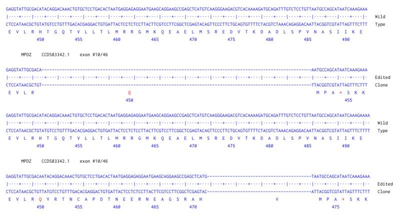 Sanger Sequencing - Human MPDZ Knockout A549 cell line (AB324213), expandable thumbnail