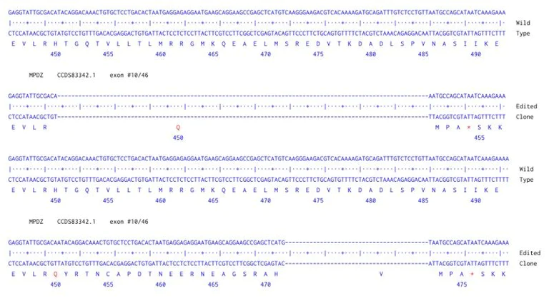 Sanger Sequencing - Human MPDZ Knockout A549 cell line (AB324213)