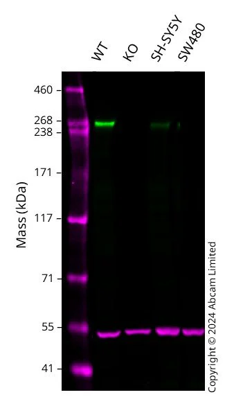 Western blot - Human MPDZ Knockout A549 cell line (AB324213)
