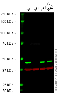 Western blot - Human MPI (Mannose Phosphate Isomerase) knockout HEK-293T cell lysate (AB258523)