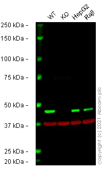 Western blot - Human MPI (Mannose Phosphate Isomerase) knockout HEK-293T cell lysate (AB258523)