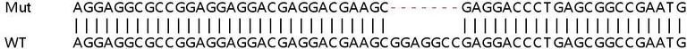 Sanger Sequencing - Human MPND knockout HeLa cell lysate (AB263254)