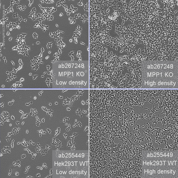 Cell Culture - Human MPP1 knockout HEK-293T cell line (AB267248), expandable thumbnail