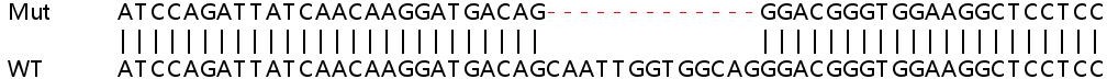 Sanger Sequencing - Human MPP1 knockout HEK-293T cell line (AB267248), expandable thumbnail