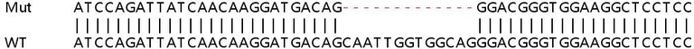 Sanger Sequencing - Human MPP1 knockout HEK-293T cell lysate (AB258051)