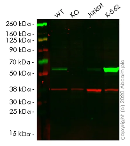 Western blot - Human MPP1 knockout HEK-293T cell lysate (AB258051)
