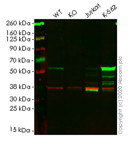 Western blot - Human MPP1 knockout HEK-293T cell lysate (AB258051)