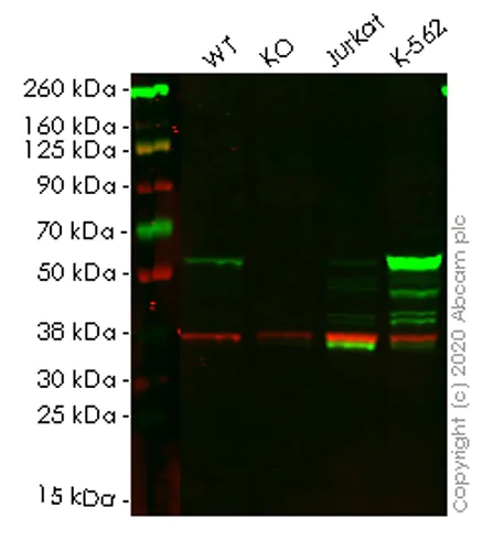 Western blot - Human MPP1 knockout HEK-293T cell lysate (AB258051)