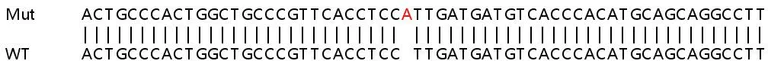 Sanger Sequencing - Human MPP2 knockout HEK-293T cell lysate (AB258969)