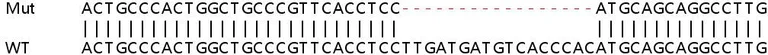 Sanger Sequencing - Human MPP2 knockout HEK-293T cell lysate (AB258969)