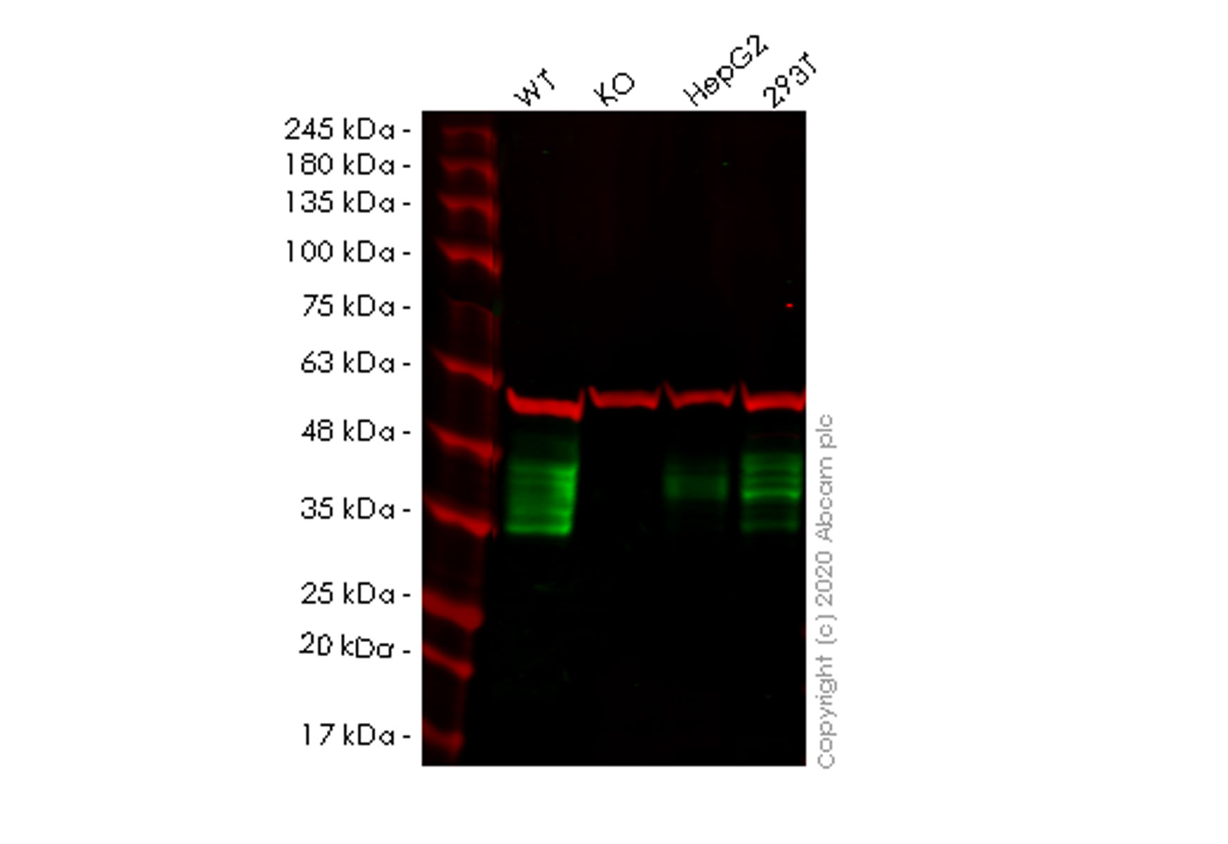 Western blot - Human MPZL1 (MPZL) knockout HeLa cell lysate (AB258053)