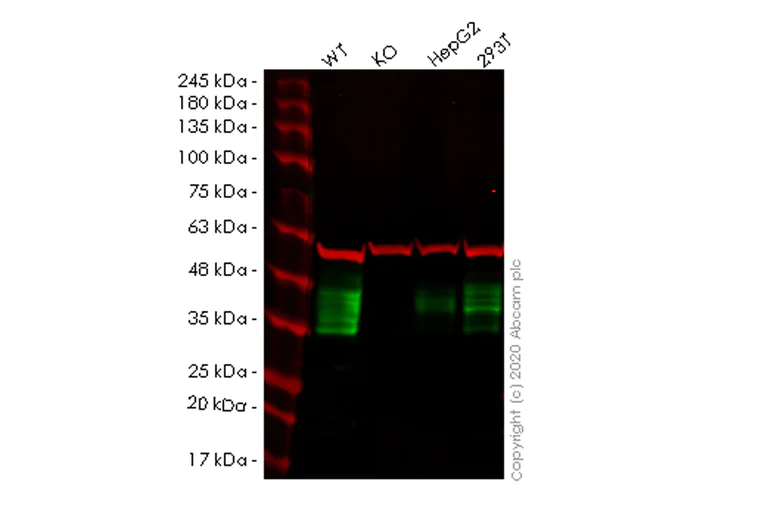 Western blot - Human MPZL1 (MPZL) knockout HeLa cell lysate (AB258053)