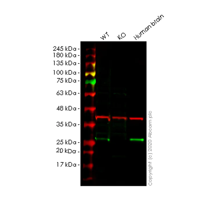 Western blot - Human MRAS knockout HeLa cell lysate (AB257541)