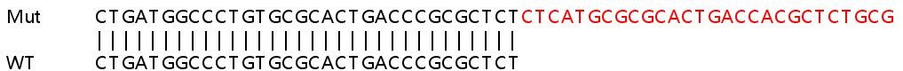 Human MRPL2 knockout HEK-293T cell line