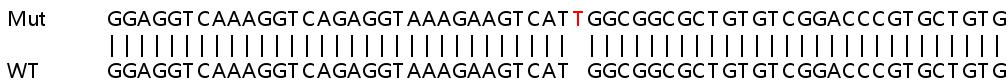 Sanger Sequencing - Human MRPS28 knockout HEK-293T cell lysate (AB263259), expandable thumbnail