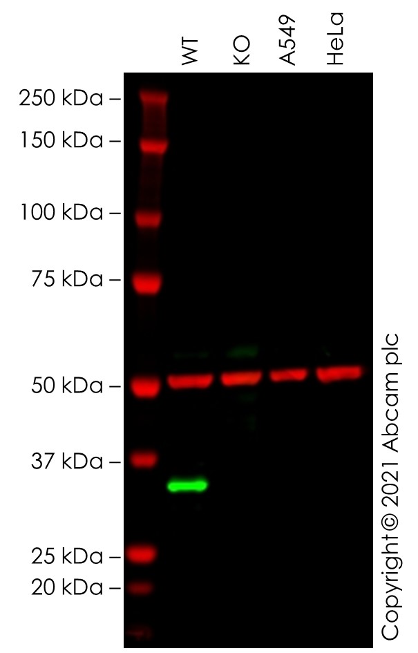 Western blot - Human MS4A1 (CD20) knockout Raji cell line (AB273871), expandable thumbnail