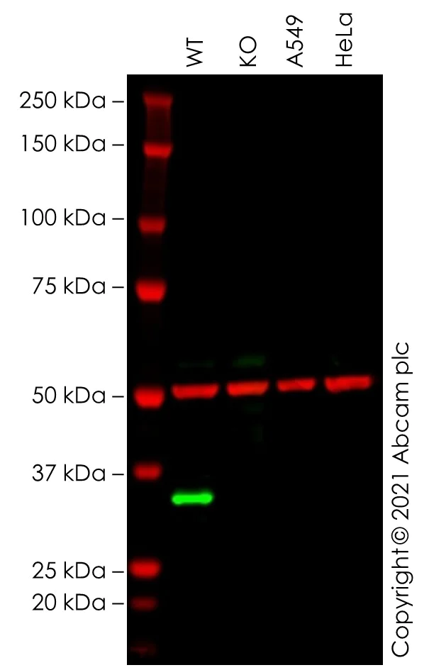 Western blot - Human MS4A1 (CD20) knockout Raji cell line (AB273871)