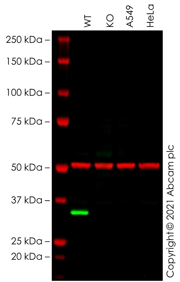 Western blot - Human MS4A1 (CD20) knockout Raji cell line (AB273871), expandable thumbnail