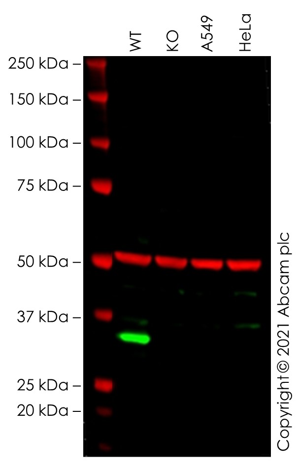 Western blot - Human MS4A1 (CD20) knockout Raji cell line (AB273871), expandable thumbnail