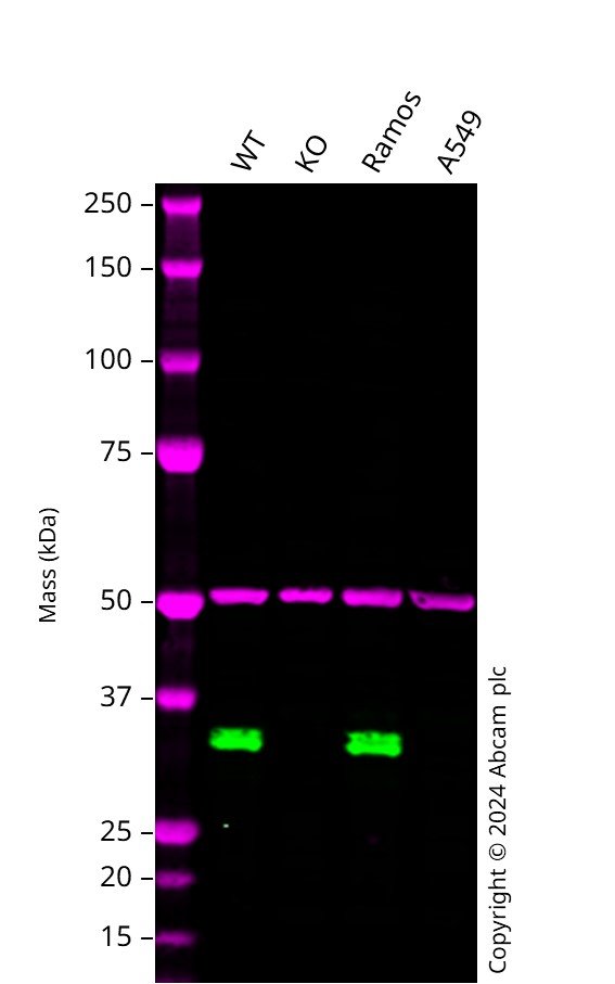 Western blot - Human MS4A1 (CD20) knockout Raji cell line (AB273871), expandable thumbnail