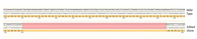 Next Generation Sequencing - Human MSH2 knockout HCT116 cell line (AB286273)