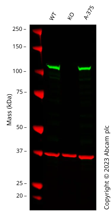Western blot - Human MSH2 knockout HCT116 cell line (AB286273)