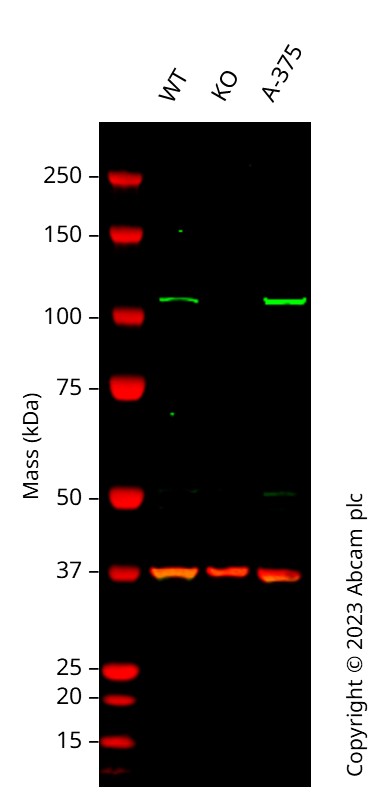 Western blot - Human MSH2 knockout HCT116 cell line (AB286273)