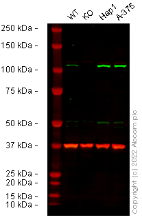 Western blot - Human MSH2 knockout HCT116 cell line (AB286273)