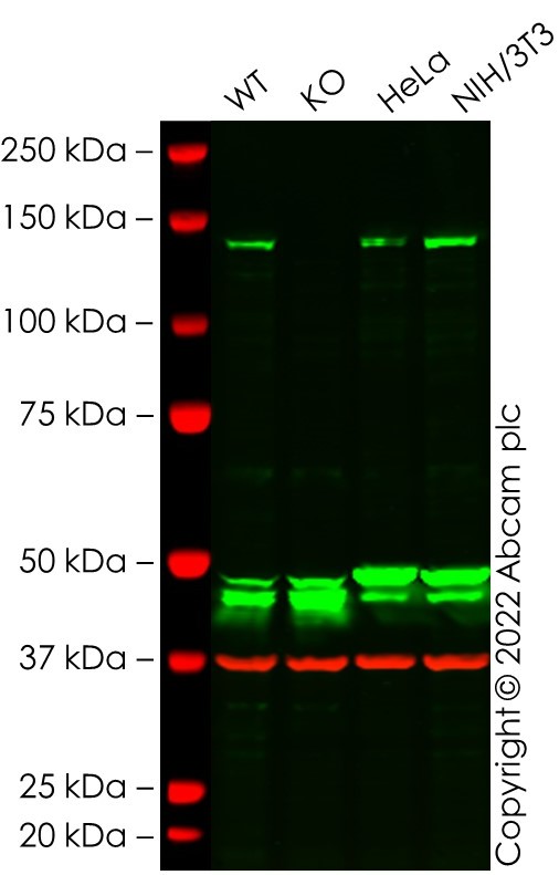 Western blot - Human MSH3 knockout A549 cell line (AB288875)