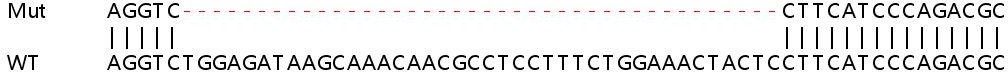 Sanger Sequencing - Human MSH5 knockout HeLa cell line (AB265170)