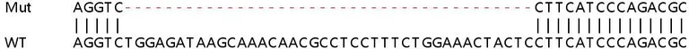 Sanger Sequencing - Human MSH5 knockout HeLa cell line (AB265170)