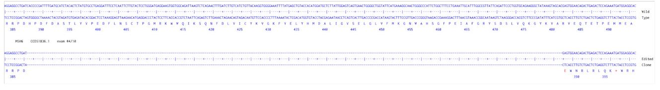 Human MSH6 knockout HCT116 cell line