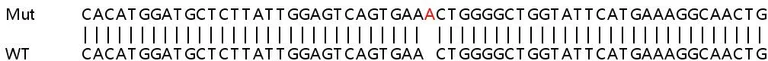 Sanger Sequencing - Human MSH6 knockout HeLa cell line (AB255410)