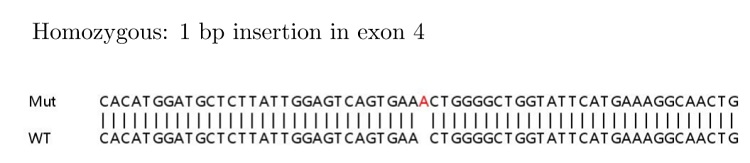 Sanger Sequencing - Human MSH6 knockout HeLa cell lysate (AB263763), expandable thumbnail
