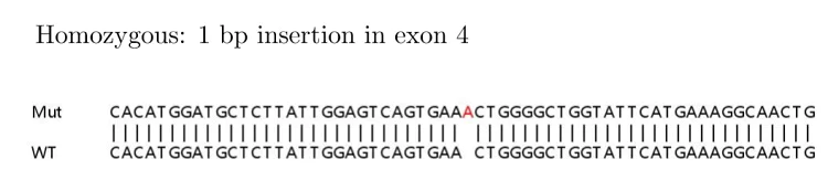 Sanger Sequencing - Human MSH6 knockout HeLa cell lysate (AB263763)