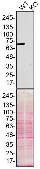 Western blot - Human MSN (Moesin) knockout HeLa cell line (AB265020)