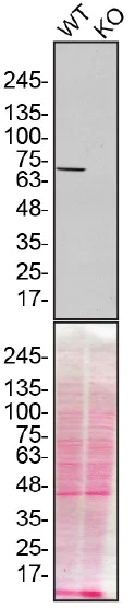 Western blot - Human MSN (Moesin) knockout HeLa cell line (AB265020)