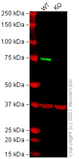 Western blot - Human MSN (Moesin) knockout HeLa cell line (AB265020)