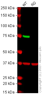Western blot - Human MSN (Moesin) knockout HeLa cell line (AB265020)