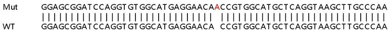 Sanger Sequencing - Human MSN (Moesin) knockout HeLa cell lysate (AB257542)