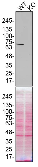 Western blot - Human MSN (Moesin) knockout HeLa cell lysate (AB257542)