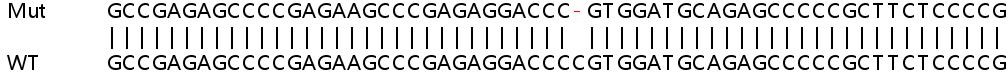 Sanger Sequencing - Human MSX1 knockout A549 cell line (AB267157), expandable thumbnail