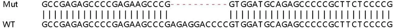 Sanger Sequencing - Human MSX1 knockout A549 cell lysate (AB258525)