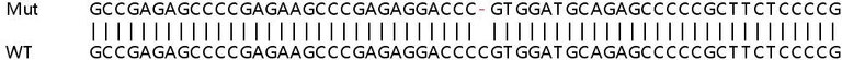 Sanger Sequencing - Human MSX1 knockout A549 cell lysate (AB258526)