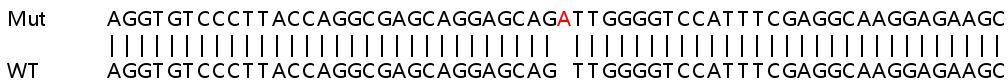 Sanger Sequencing - Human MT1X knockout HeLa cell line (AB265309)