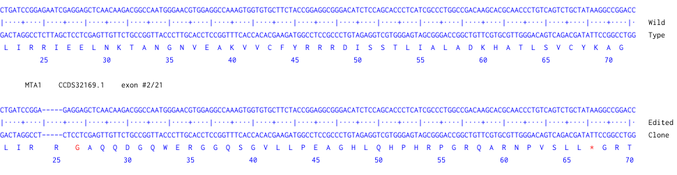 Next Generation Sequencing - Human MTA1 knockout HEK-293 cell line (AB277164), expandable thumbnail